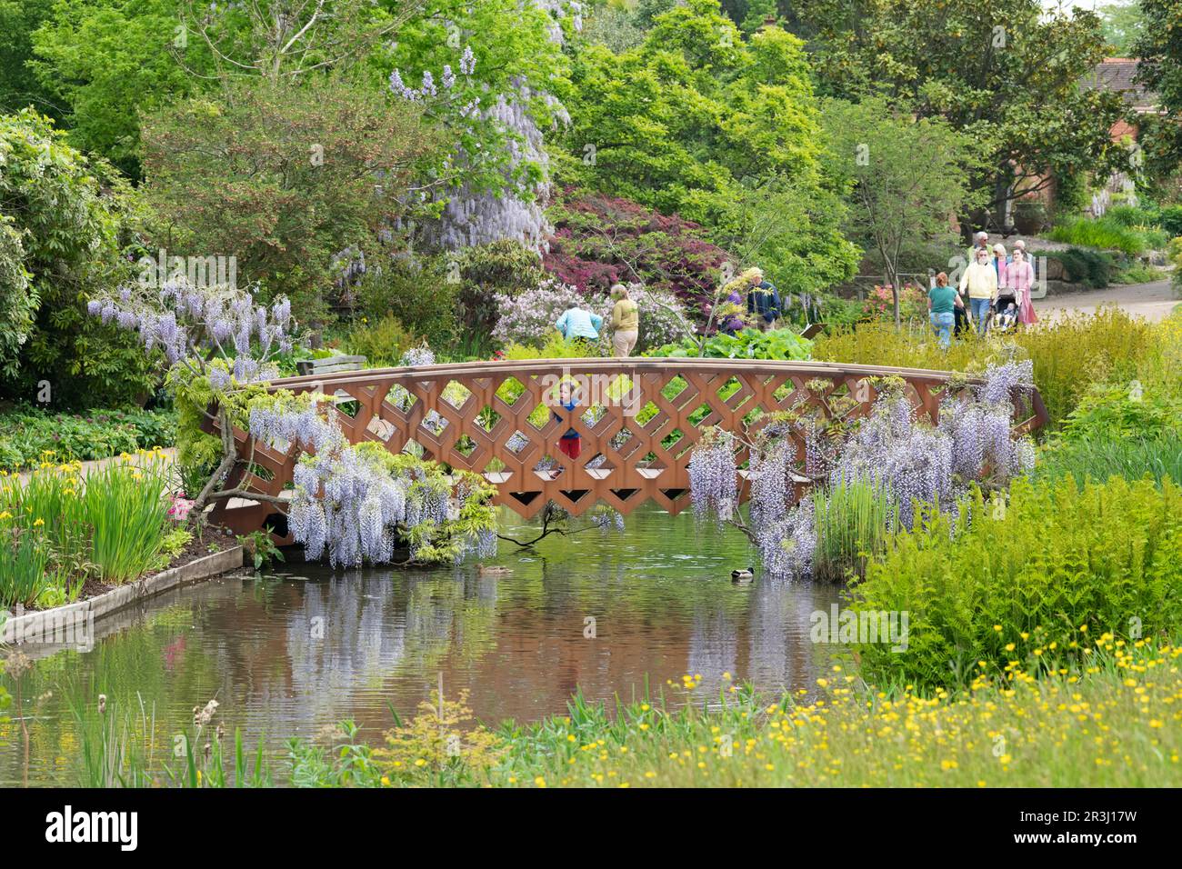 Wisteria Floribunda covering a metal foot bridge at RHS Wisley Gardens, Surrey, England Stock Photo