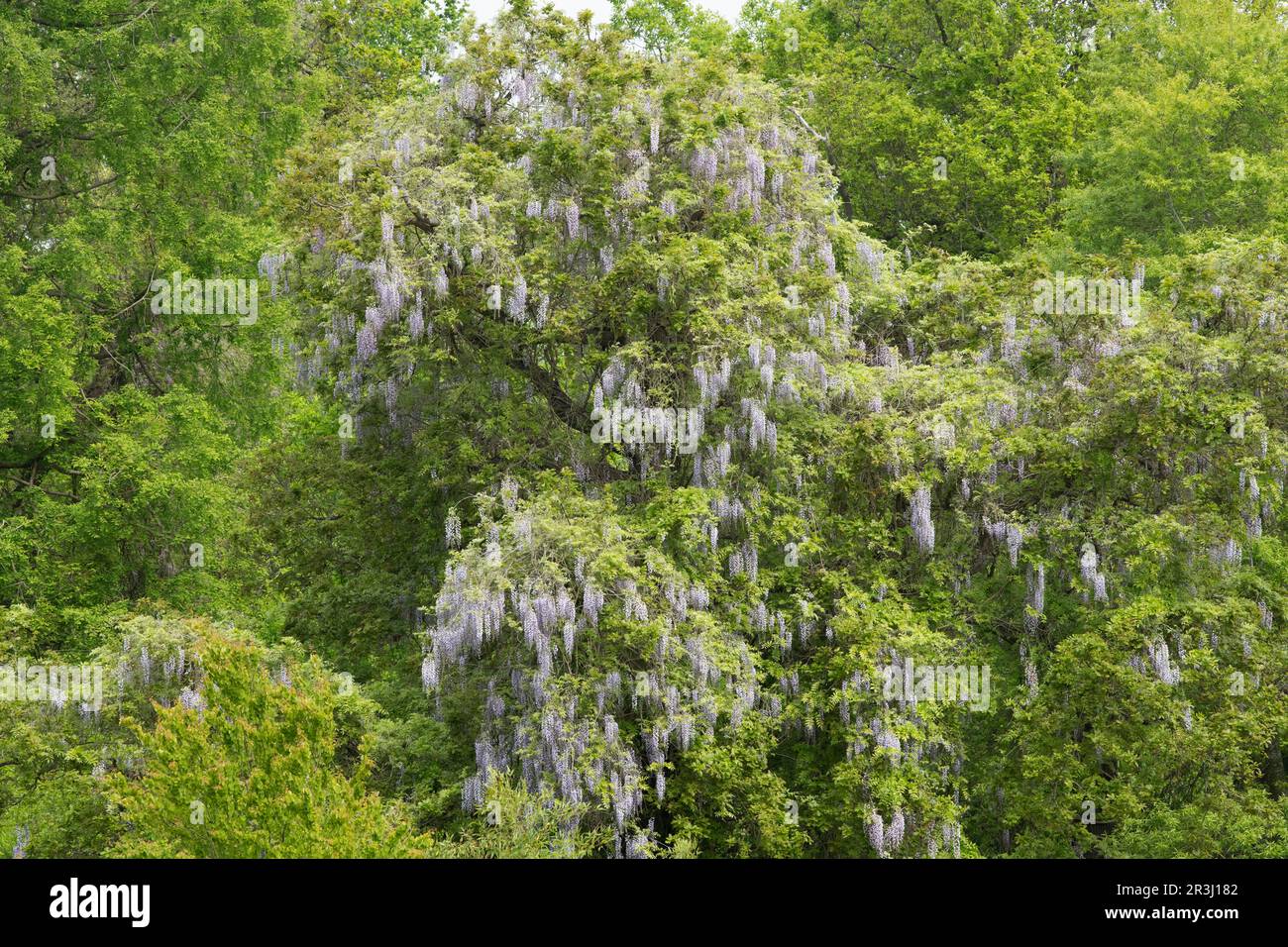 Wisteria Floribunda amongst trees at RHS Wisley Gardens, Surrey, England Stock Photo