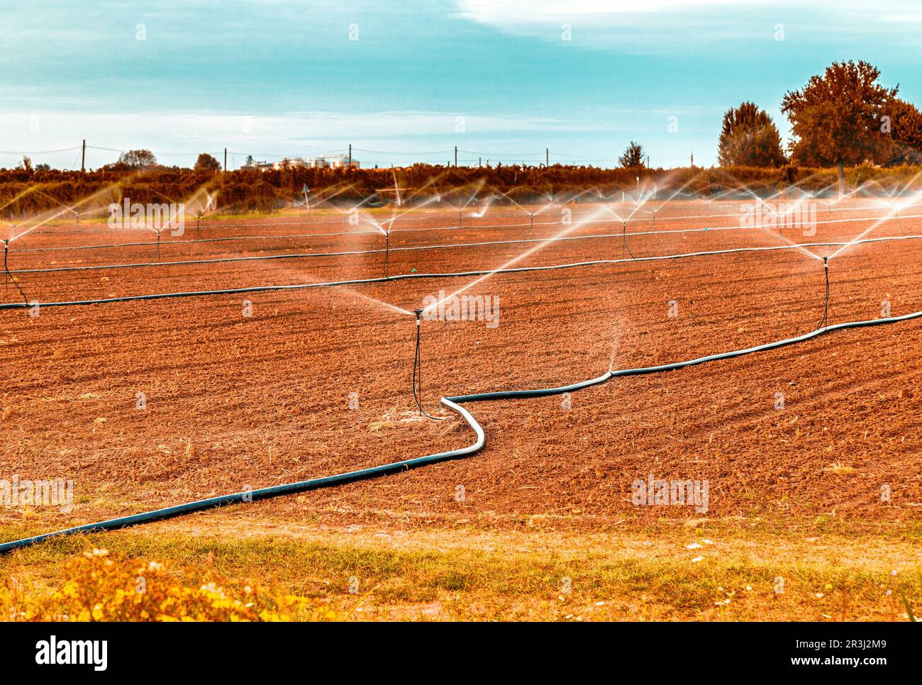 Irrigation of agricultural field with sprinklers Stock Photo