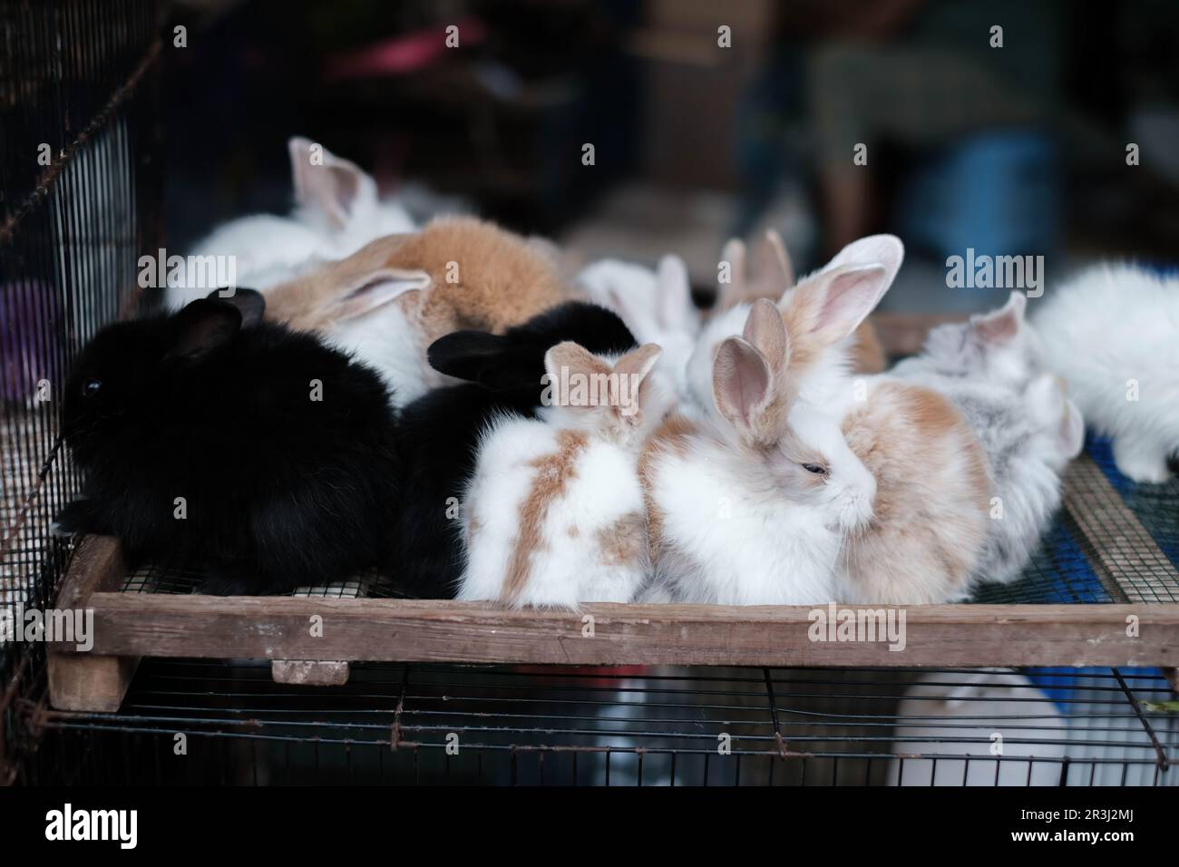 A group of rabbits were placed on the top of a blue cage. Soft focus ...