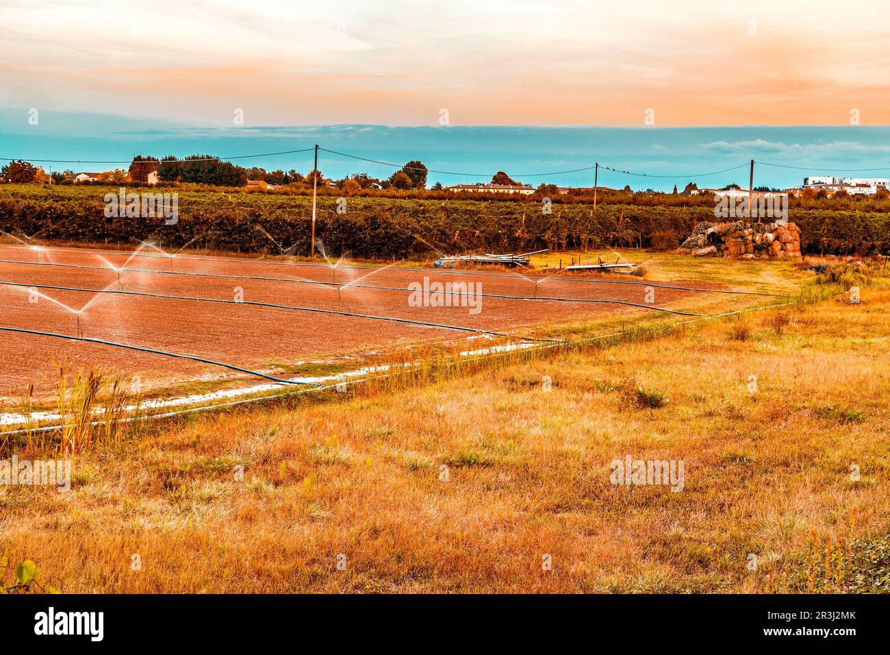 Irrigation of agricultural field with sprinklers Stock Photo