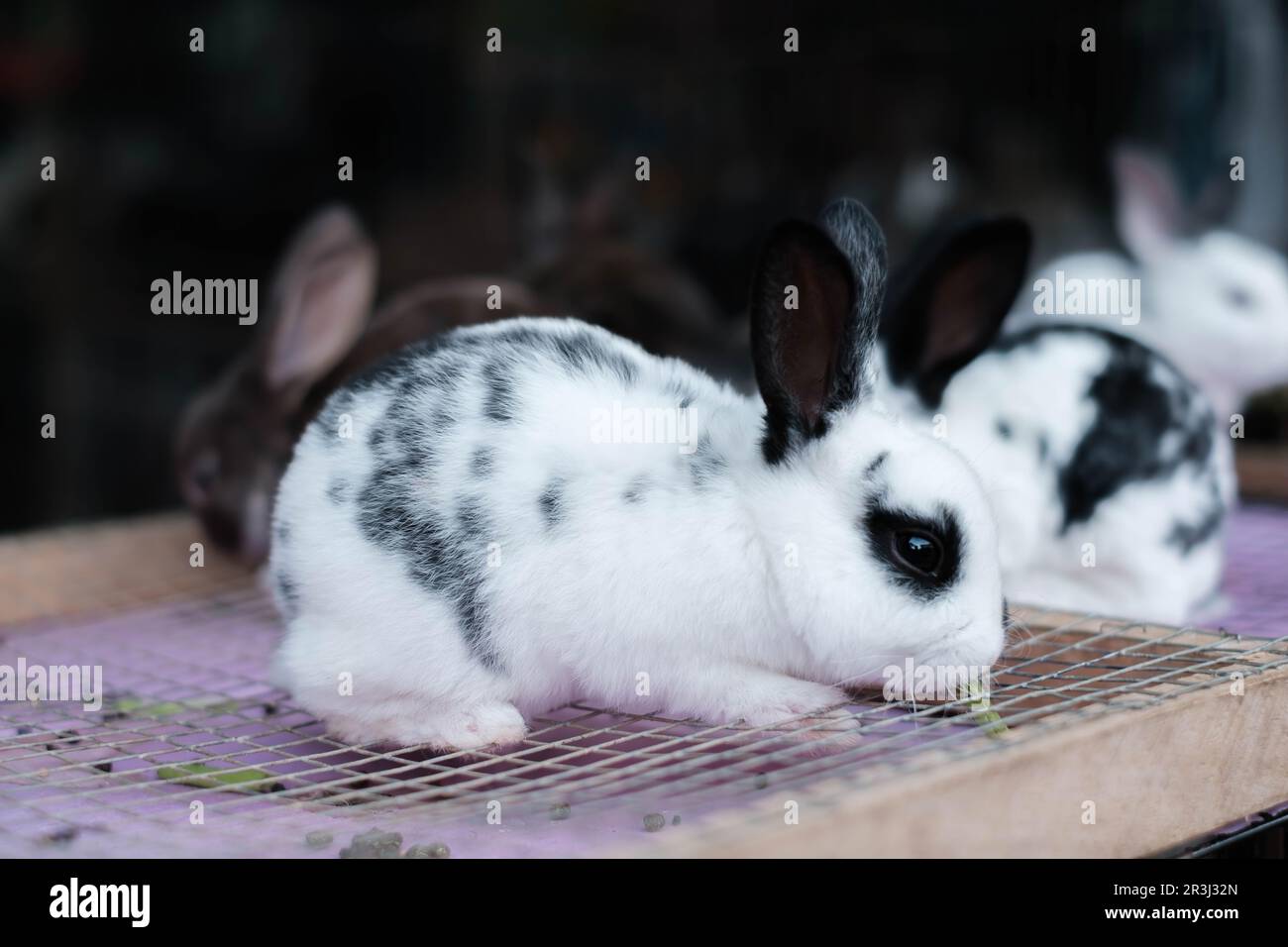 An English Spot rabbit breed placed on the top of the cage with bokeh or blurred background Stock Photo