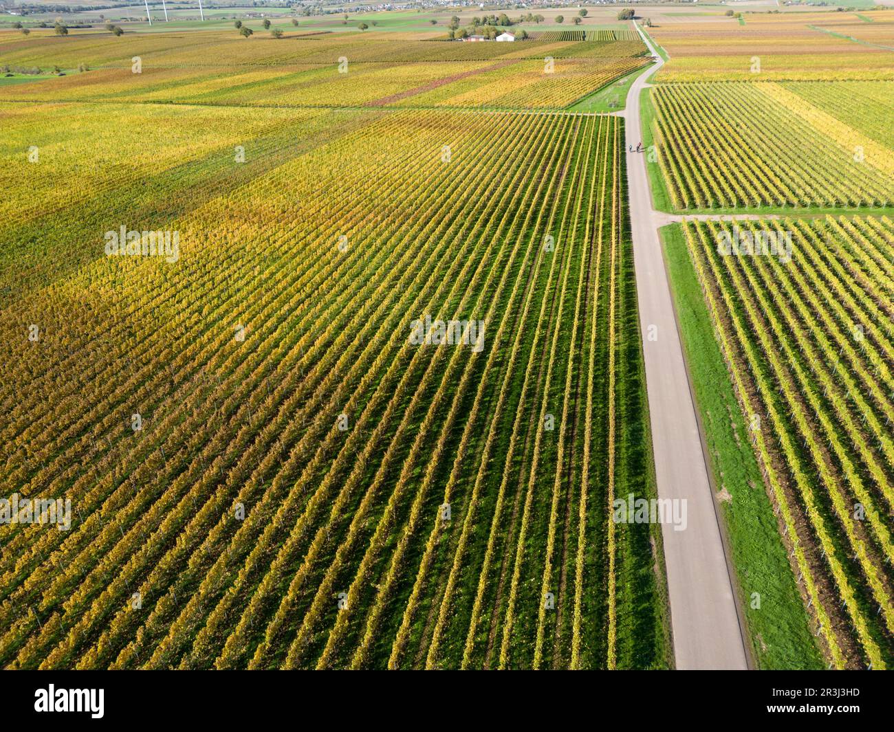 Aerial photos of vineyards in Rheinhessen Stock Photo - Alamy