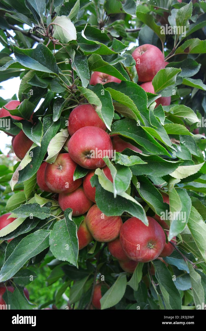 Ripe apples on the tree Stock Photo
