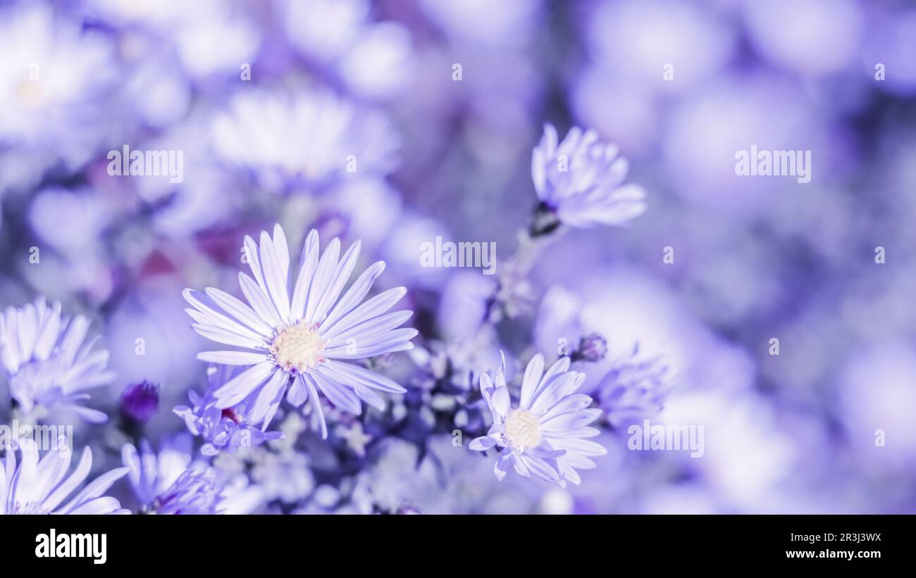 Beautiful blue flowers Aster with a bee in autumn garden Stock Photo