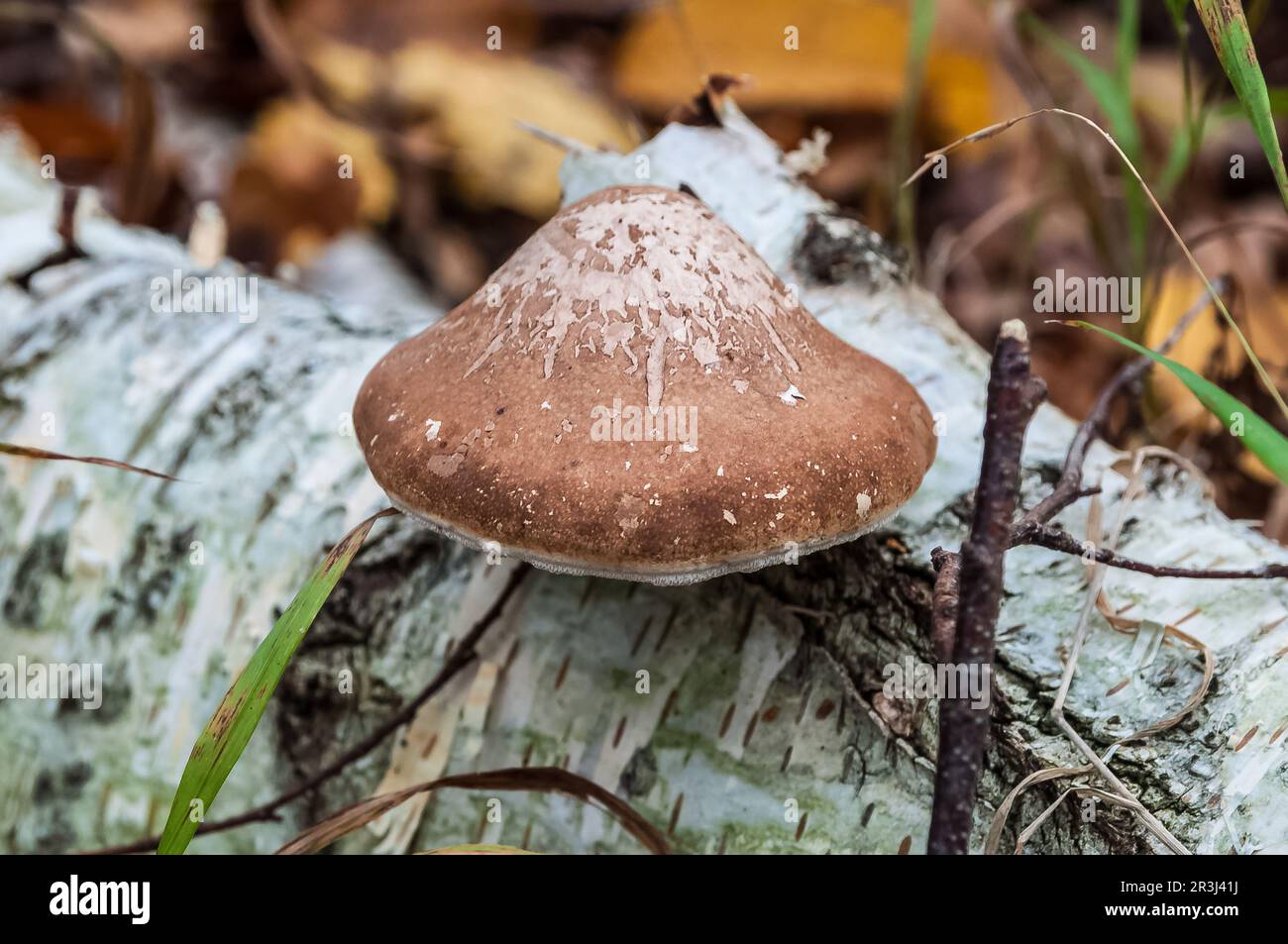 Birkenporling Fomitopsis betulina im Herbstwald - birch polypore in autumn forest Stock Photo