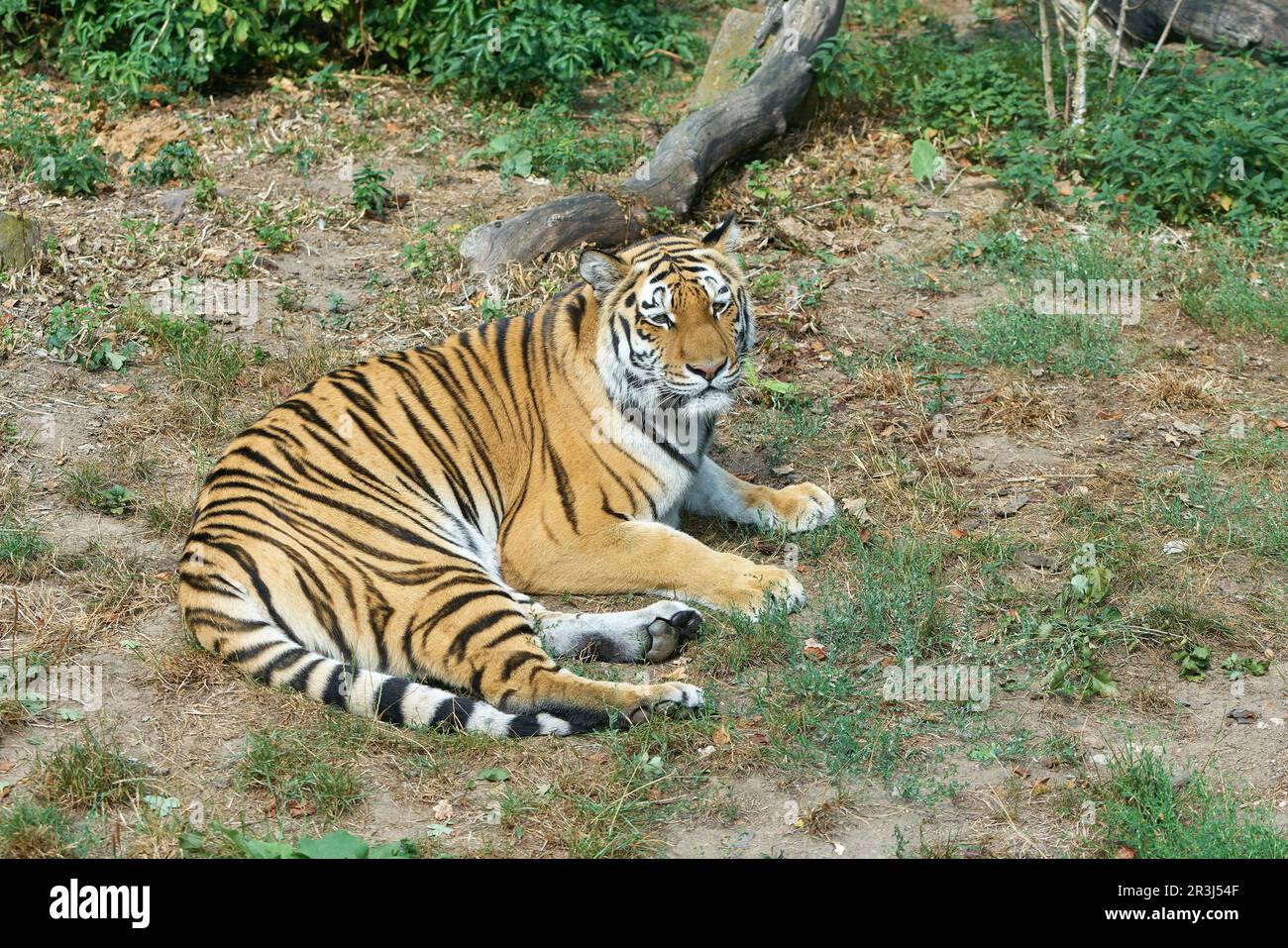 Siberian tiger, Panthera tigris altaica, lying in the grass and resting Stock Photo