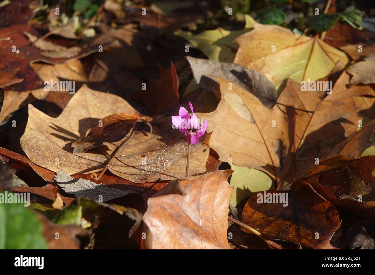 Cyclamen hederifolium, Ivy-leaved wild persian violet Stock Photo