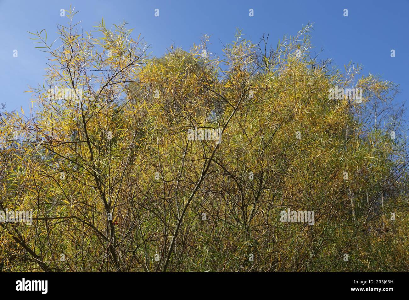 Salix daphnoides, Daphne willow Stock Photo