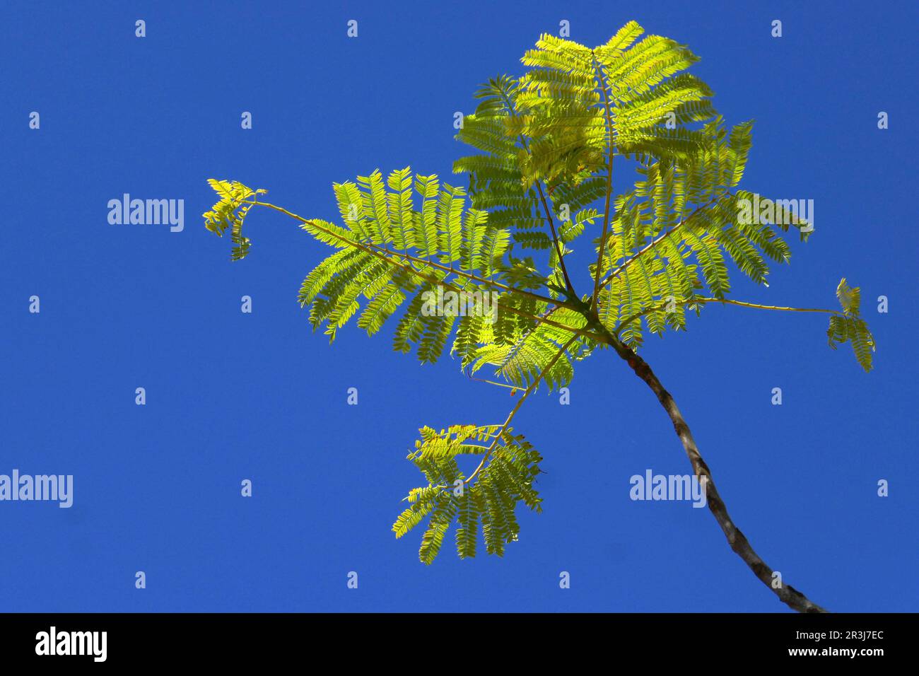 Jacaranda Tree Stock Photo