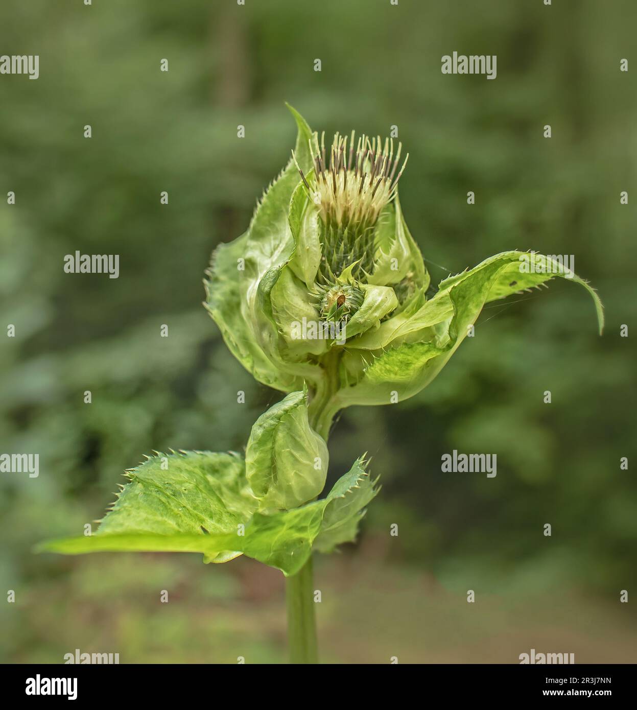 Cabbage Thistle 'Cirsium oleraceum' Stock Photo