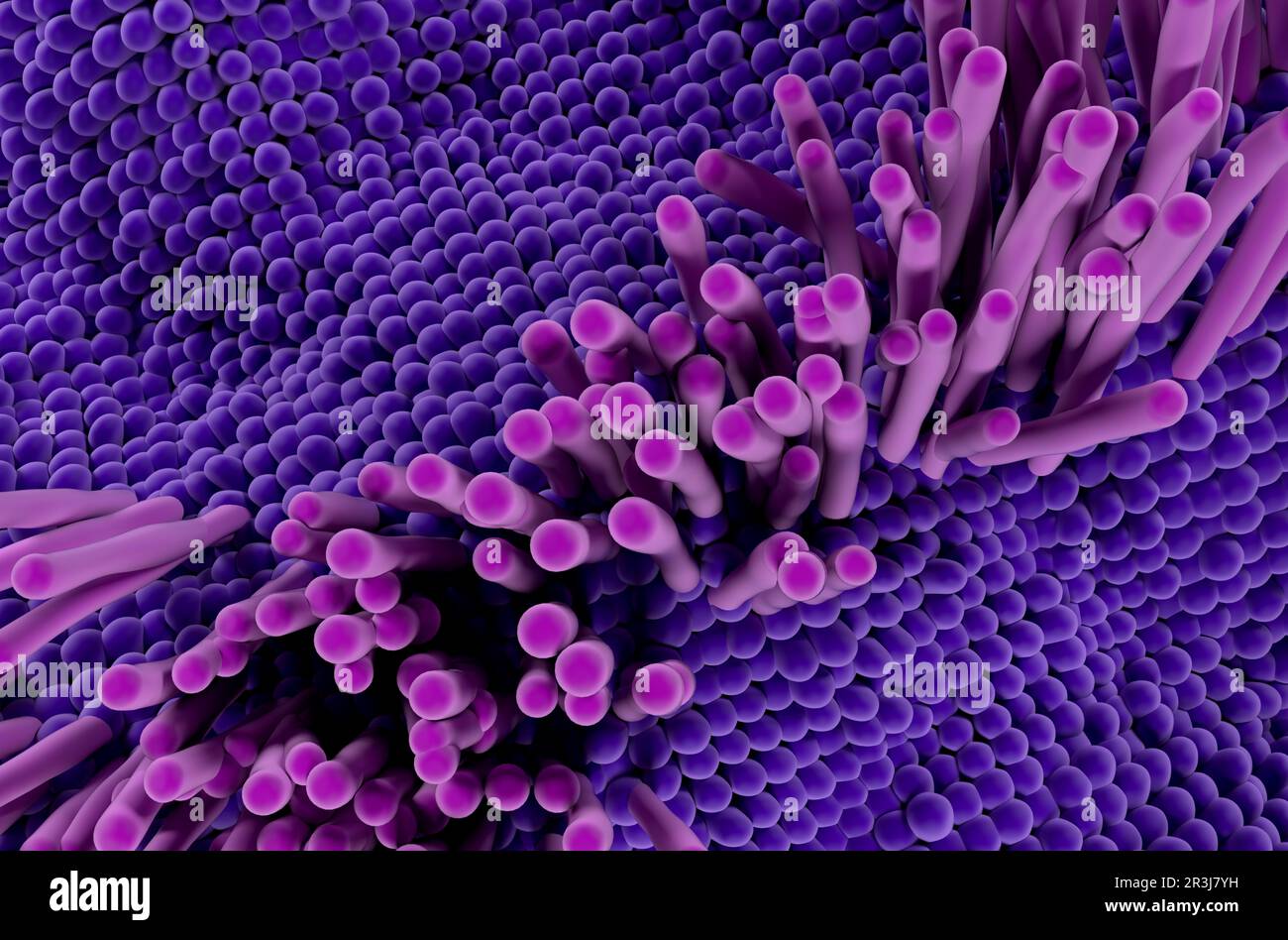 Tendon structure in the human body Biology Diagrams