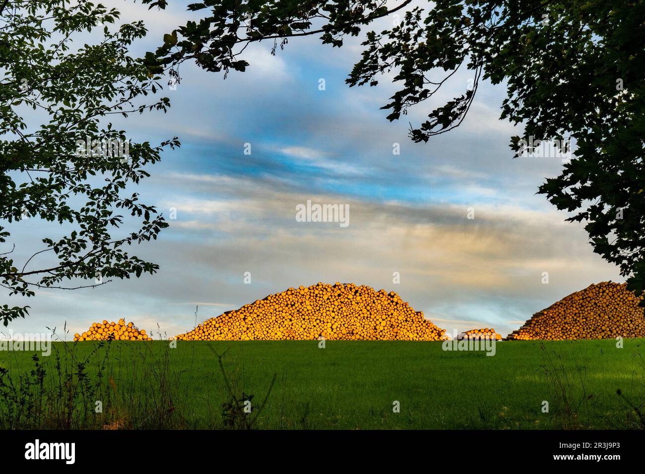 Bark beetle wood Stock Photo Alamy