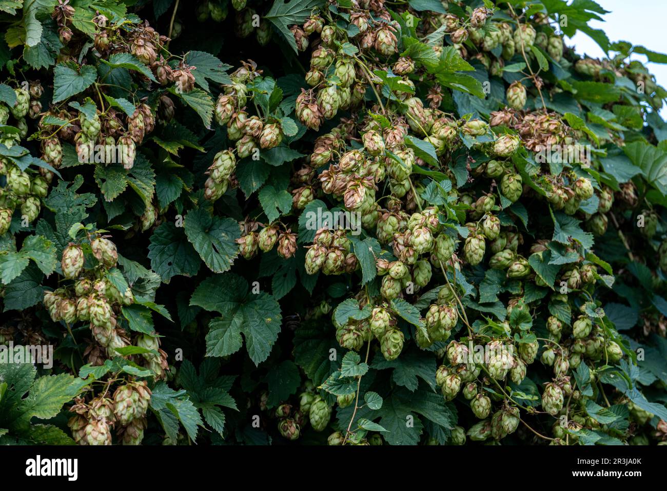 Wild hops in the Oberlausitzer heath and pond landscape Stock Photo