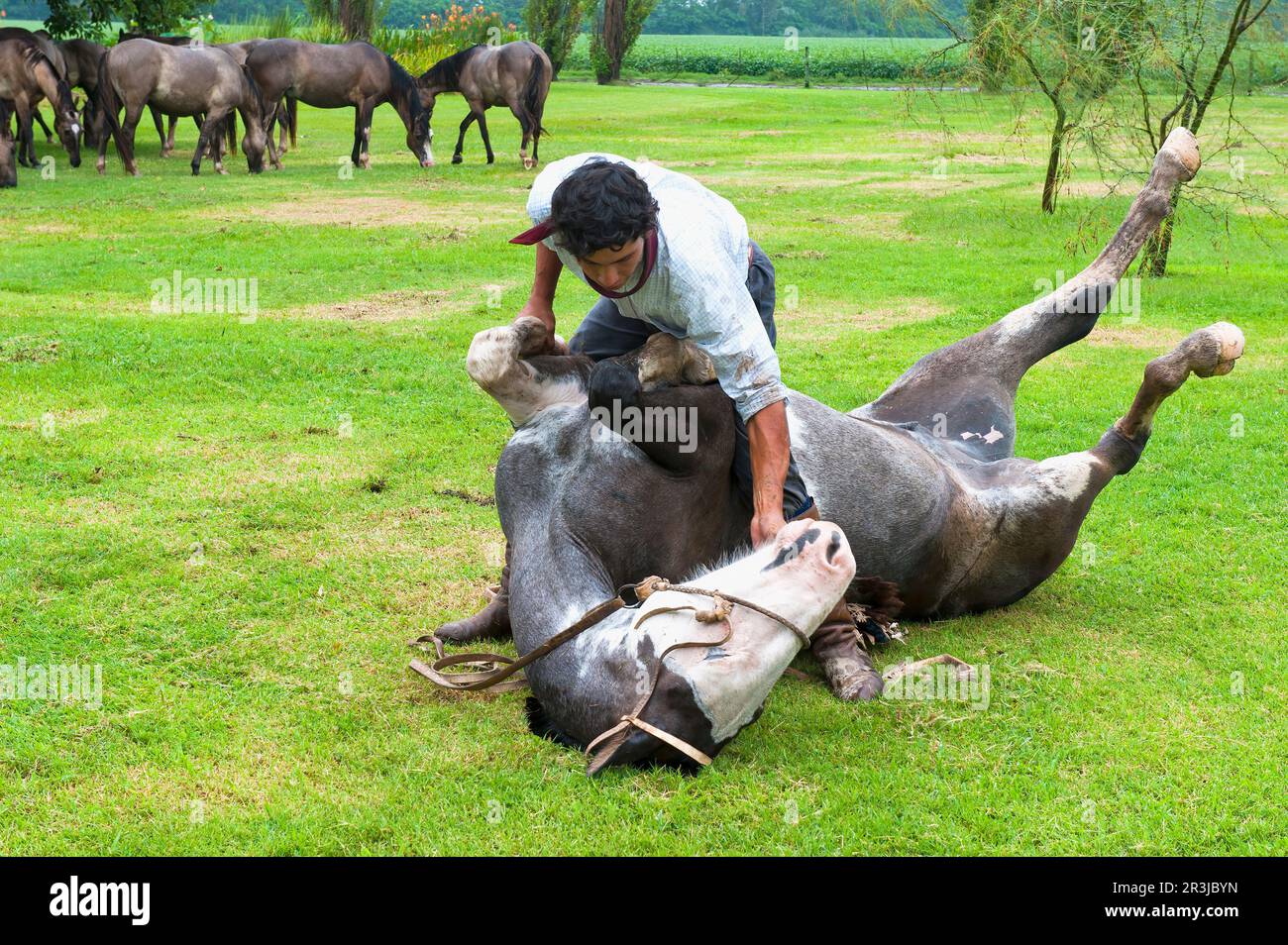 Gaucho demonstrating his skills with his horse, San Antonio de Areco, Buenos Aires Province, Argentina Stock Photo