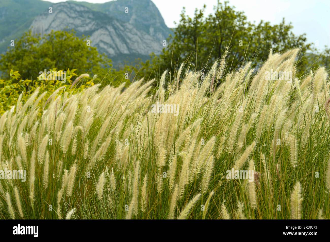 Setaceum Bushes of beautiful white pennisetum setaceum outdoors Stock Photo - Alamy