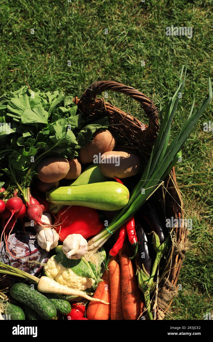 Different fresh ripe vegetables in wicker basket on green grass, top ...