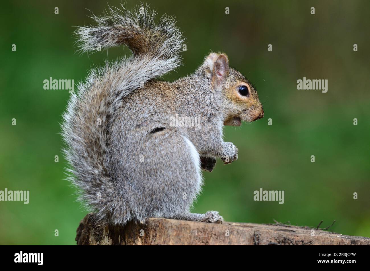 Grey Squirrel Stock Photo