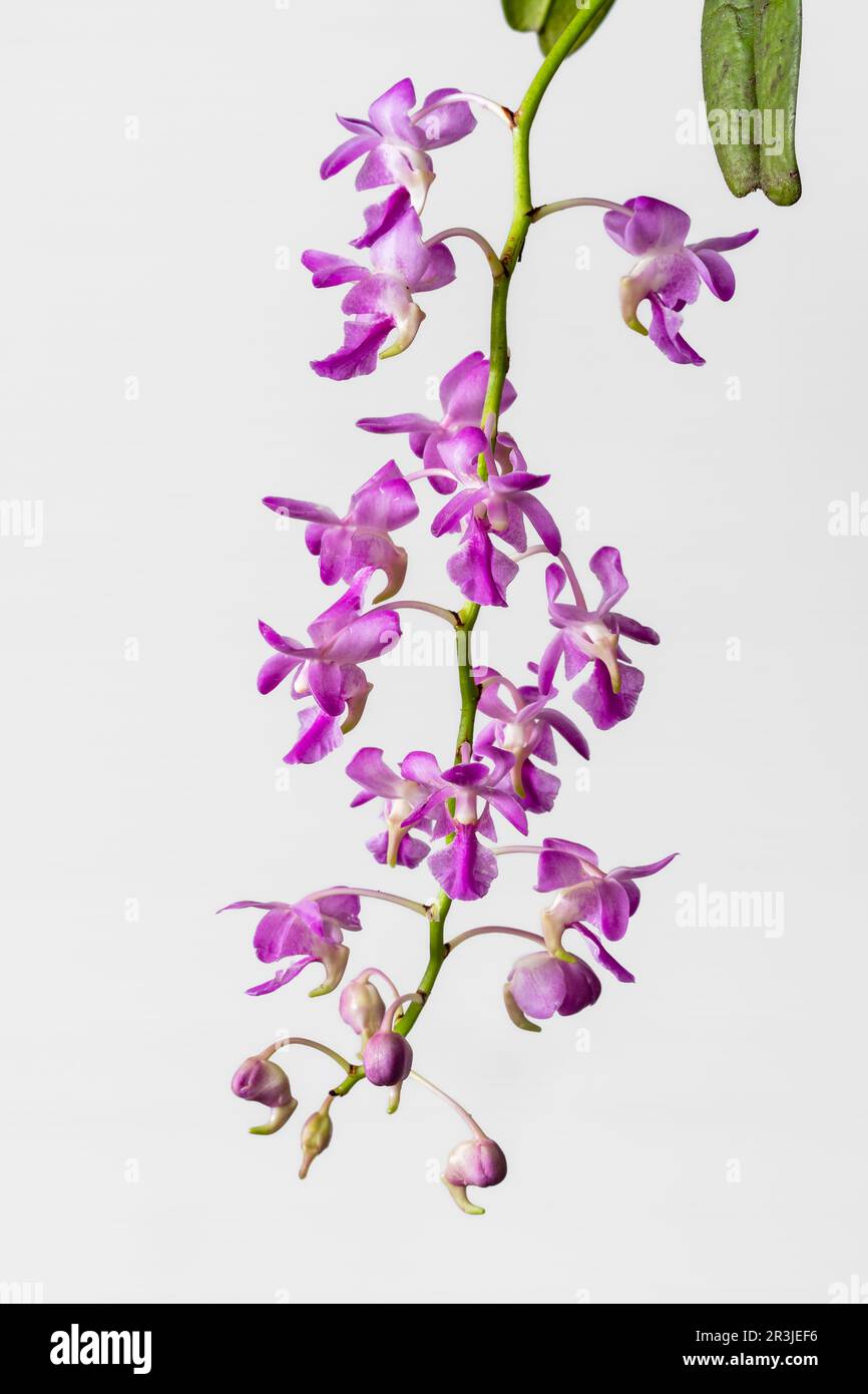 Closeup view of cluster of purple pink and white flowers of aerides crassifolia aka thick-leafed aerides orchid species isolated on white background Stock Photo