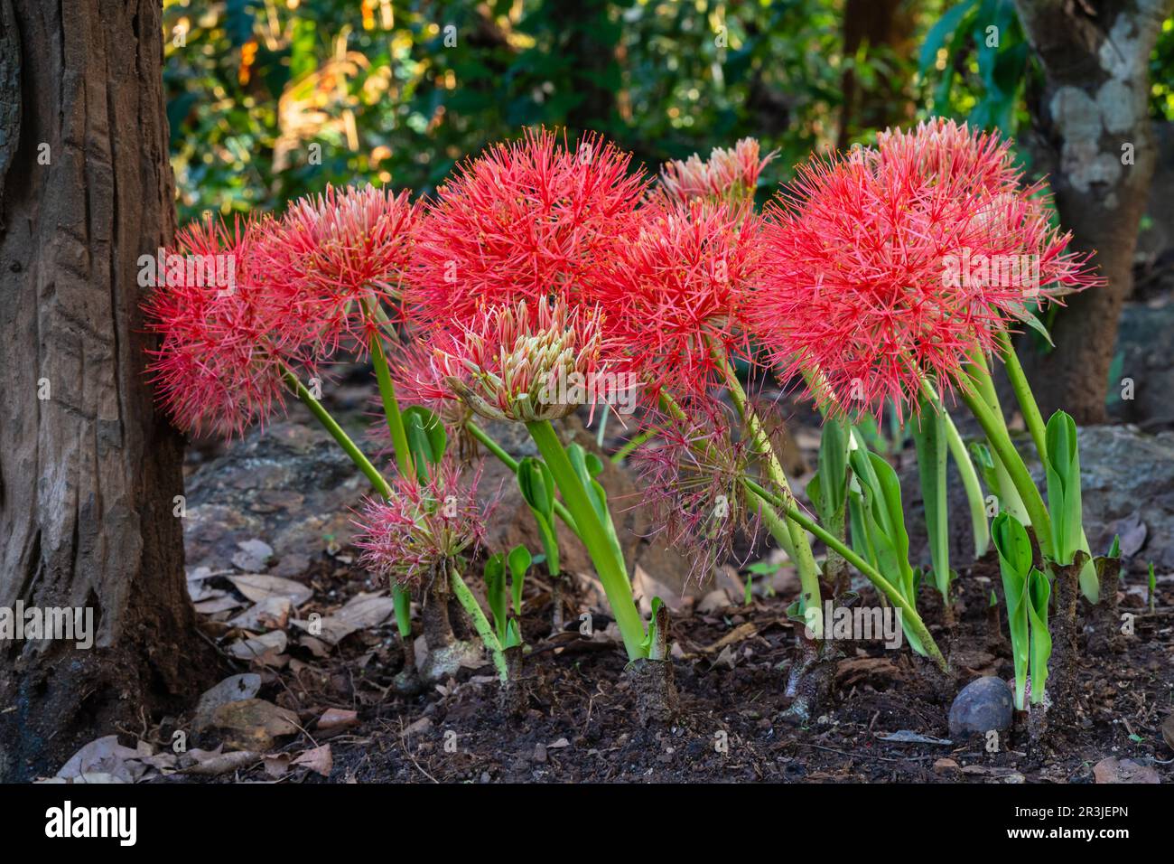 Closeup view of bright orange red flowers of scadoxus multiflorus aka blood lily blooming in tropical garden on natural background Stock Photo