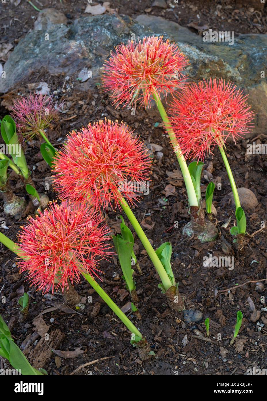 Closeup vertical view of fresh orange red flowers of scadoxus multiflorus aka blood lily blooming outdoors in tropical garden Stock Photo