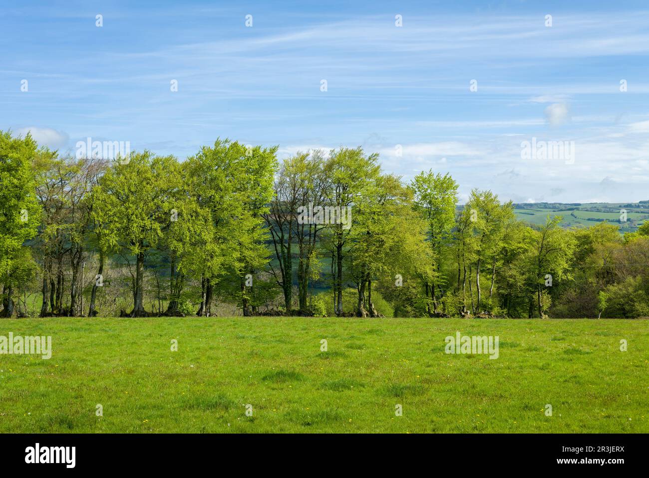 A Beech hedgebank in a field in spring in the Brendon Hills near Clatworthy, Somerset, England. Stock Photo