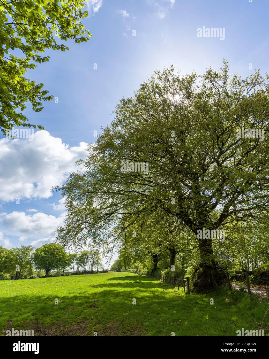 Common Beech trees on the edge of a field in spring in the Brendon Hills near Clatworthy, Somerset, England. Stock Photo