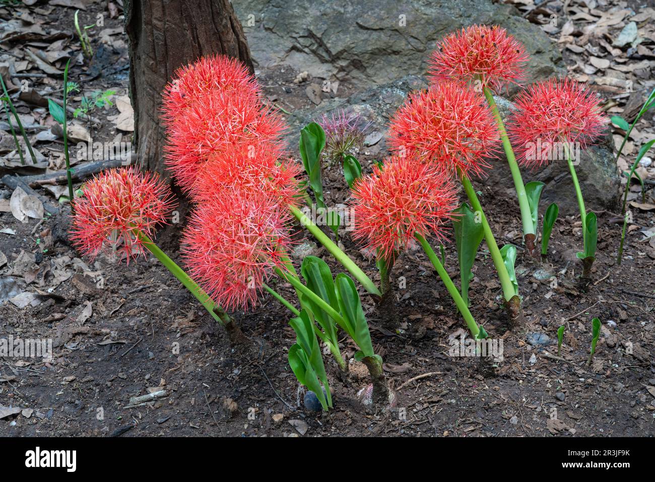 Closeup view of group of orange red flowers of scadoxus multiflorus aka blood lily blooming outdoors in tropical garden Stock Photo
