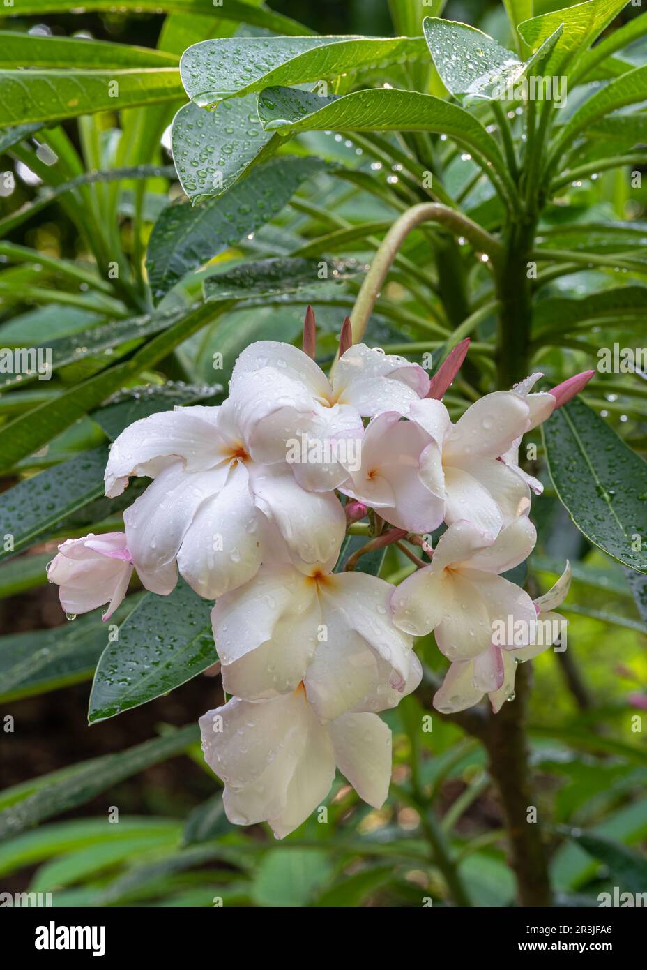 Cluster pink tropical flowers hi-res stock photography and images - Alamy