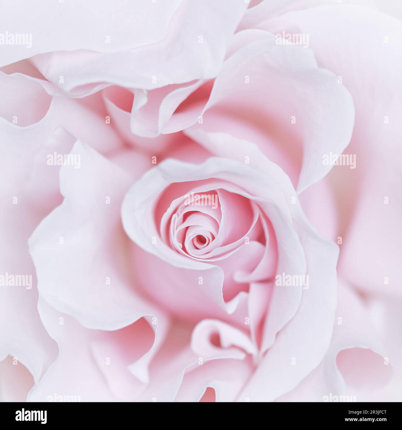 Pale pink white rose flower. Macro flowers background for holiday ...