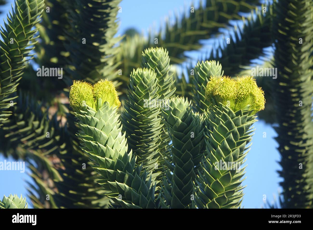 Araucaria imbricata hi-res stock photography and images - Alamy