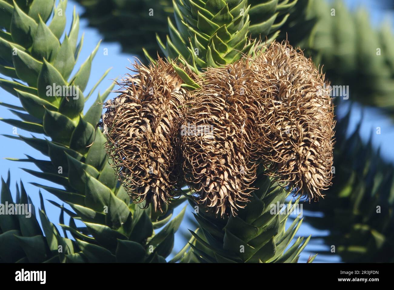Araucaria araucana, monkey puzzle tree, male cones Stock Photo