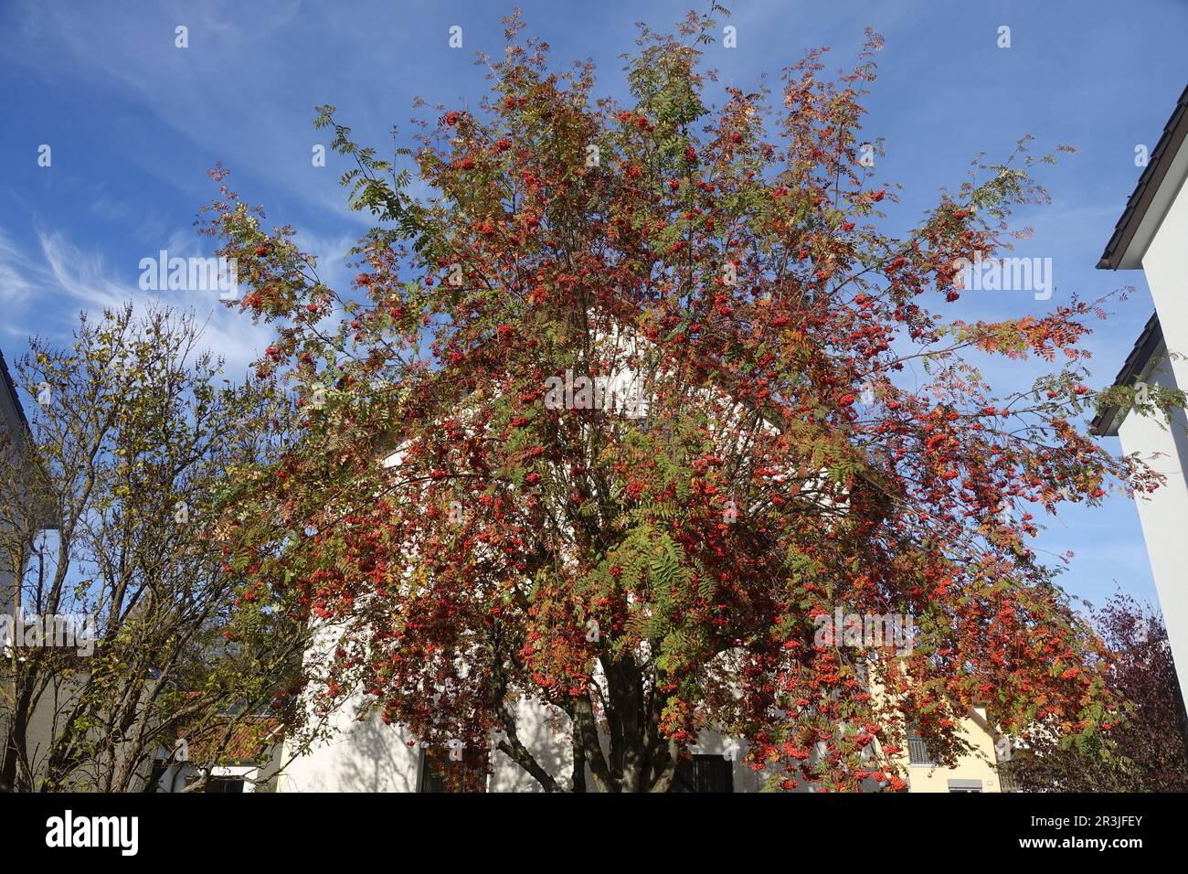 Sorbus aucuparia, rowan Stock Photo