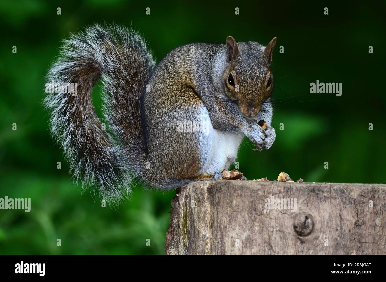Adult grey squirrel eating acorns Stock Photo