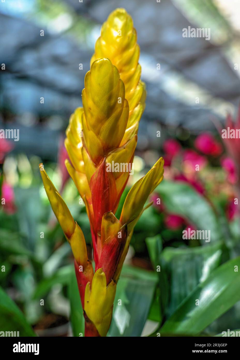 yellow frisee bromeliad against the background of green leaves on a sunny spring day Stock Photo