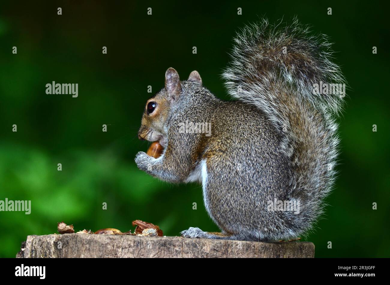 Adult grey squirrel eating acorns Stock Photo