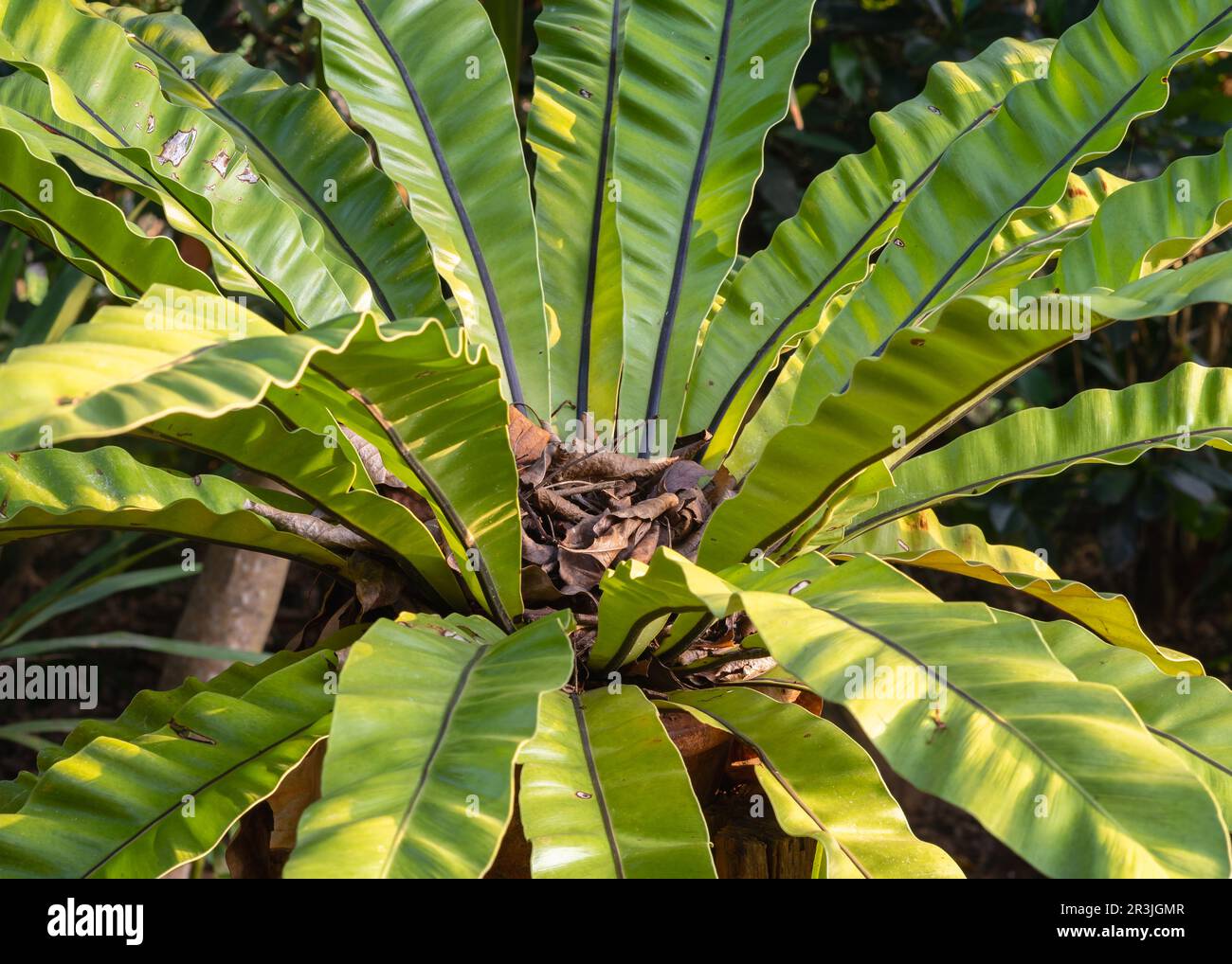 Closeup view of epiphytic fern species asplenium nidus aka bird's nest