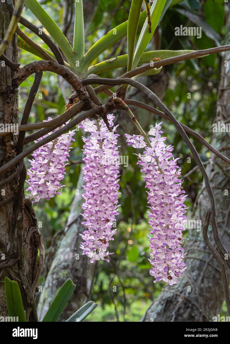 Closeup view of backlit white and purple clusters of flowers of rhynchostylis retusa epiphytic orchid species blooming outdoors in tropical garden Stock Photo
