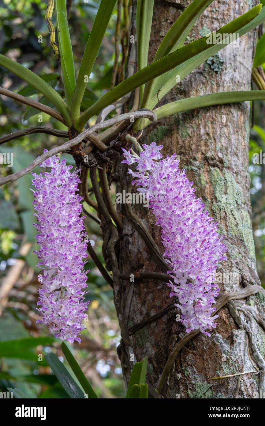 Closeup view of white and purple pink clusters of flowers of rhynchostylis retusa epiphytic orchid species blooming in tropical garden Stock Photo
