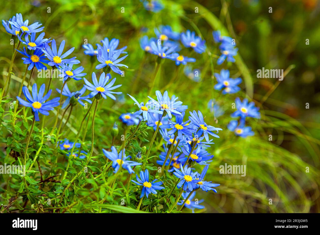 Coastal wild flowers hi-res stock photography and images - Alamy