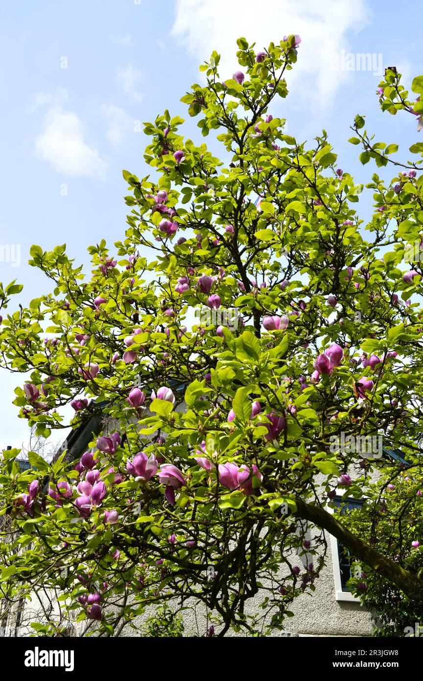 The tree has large crimson / burgundy fragrant flowers which are borne in early spring Stock Photo