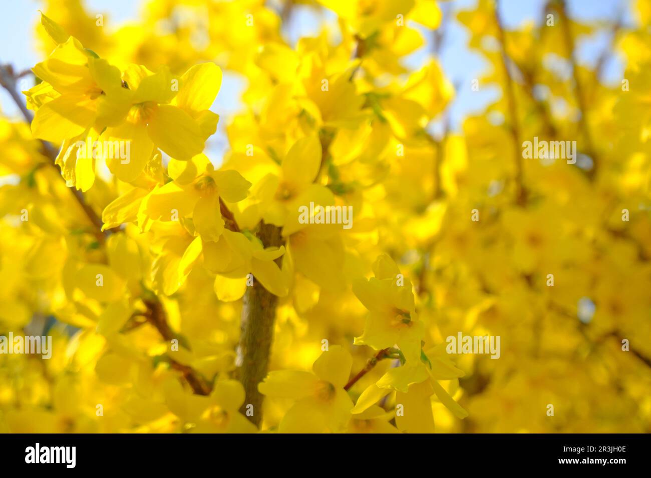 Branch with yellow flowers of Forsythia intermedia, or border forsythia across blue flowers, Spring floral background. Stock Photo