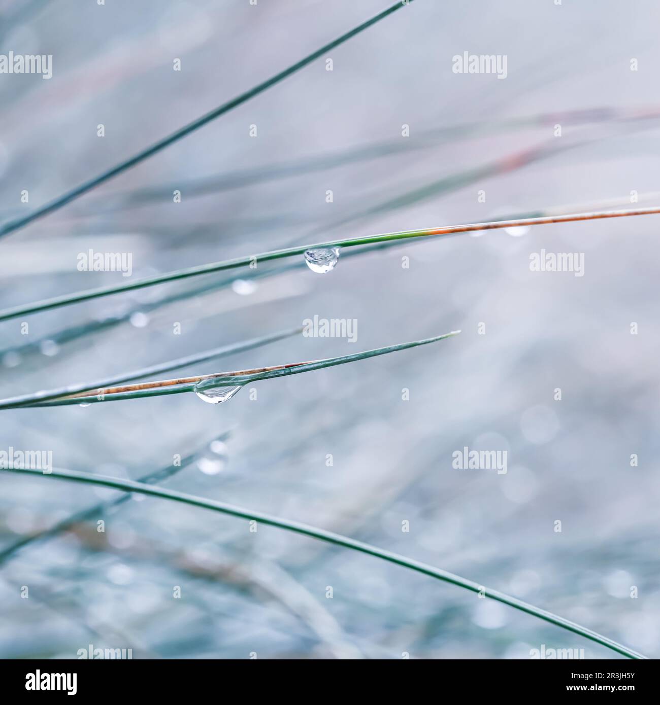Blurred autumn background. Soft focus ornamental grass Blue Fescue with water drops. Stock Photo