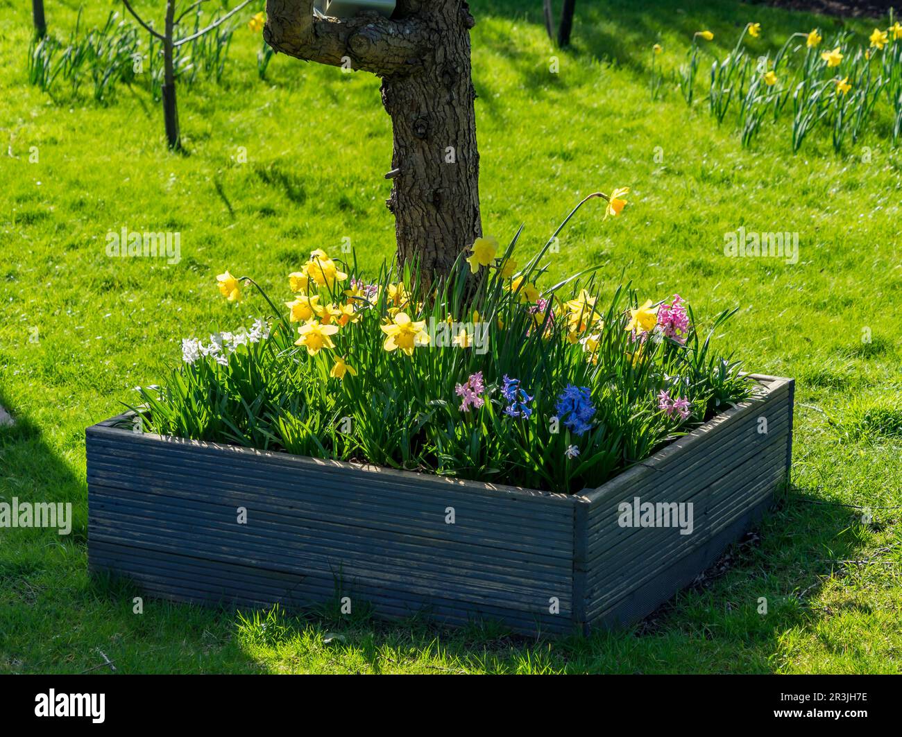 Spring flower bed around base of tree Stock Photo