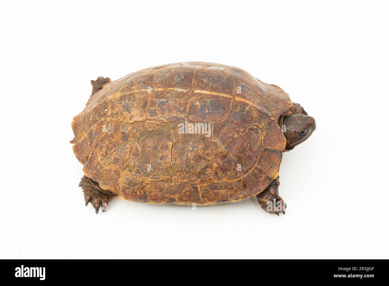 The spiny turtle (Heosemys spinosa) isolated on white background Stock Photo