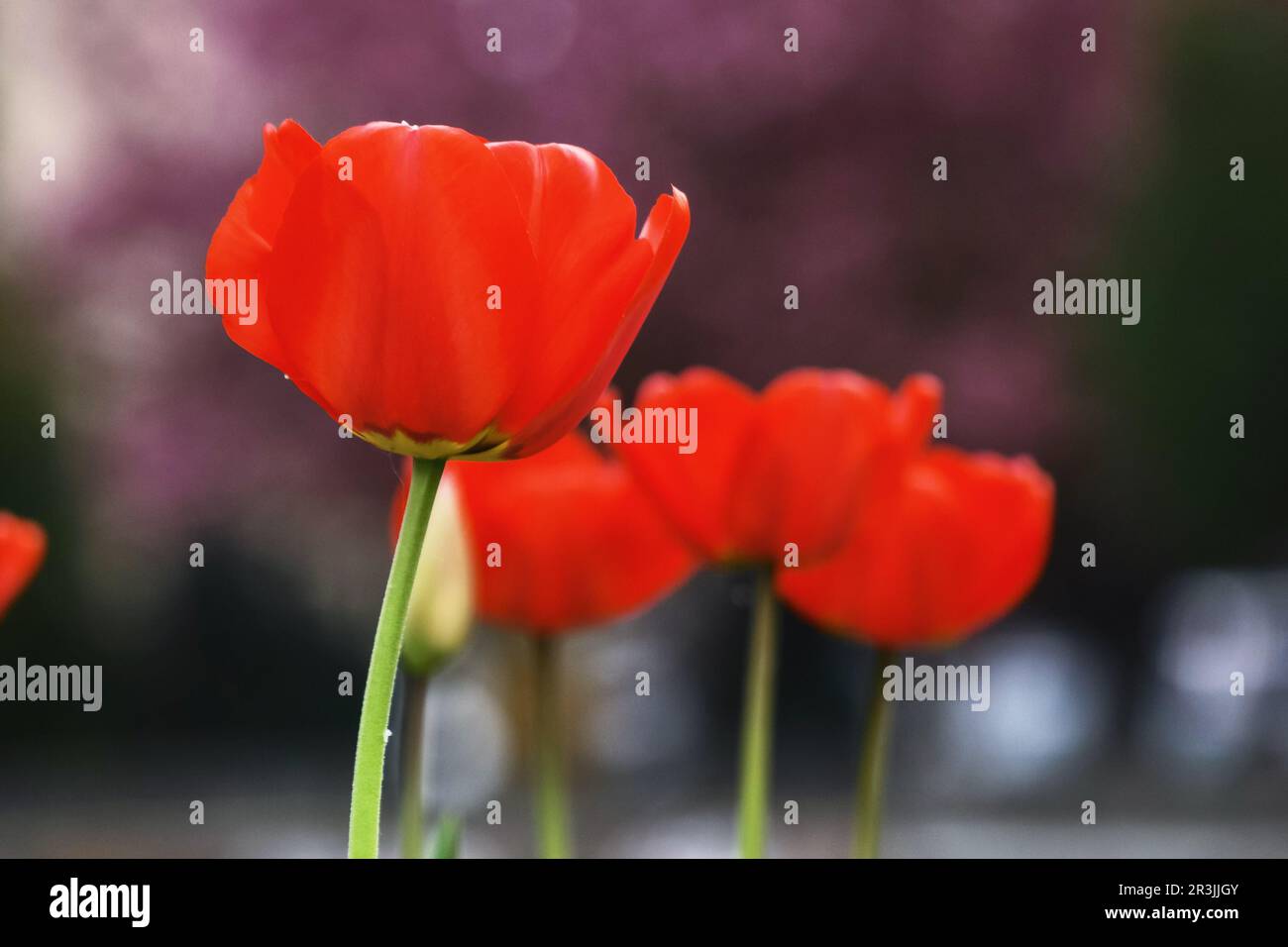 red tulips in spring. beautiful garden background Stock Photo - Alamy