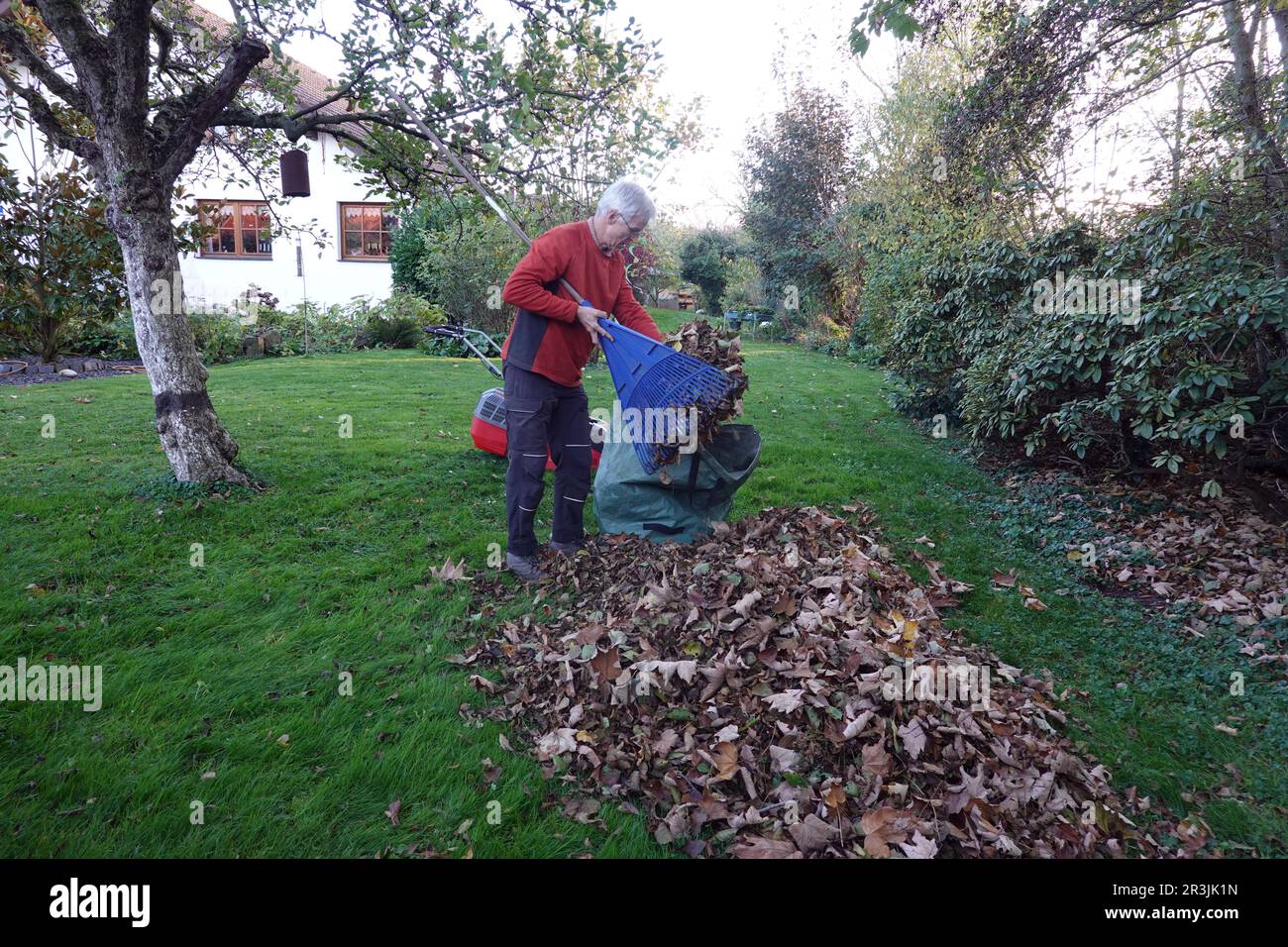 Rake leaves before the last lawn cutting Stock Photo Alamy