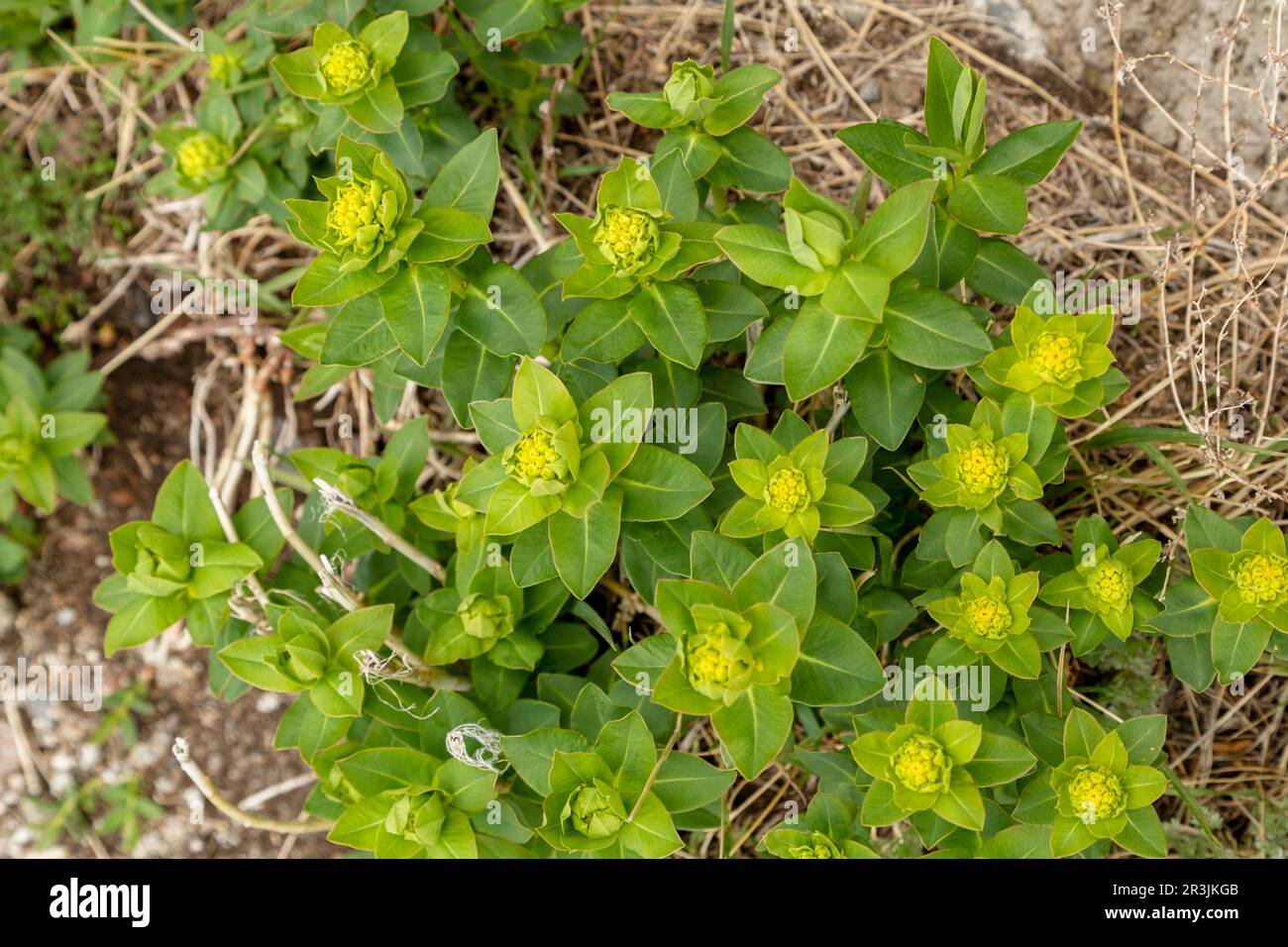 Green flowers of Myrtle Euphorbia myrsinites. The myrtle spurge, blue spurge or broad leaved glaucous spurge. Stock Photo