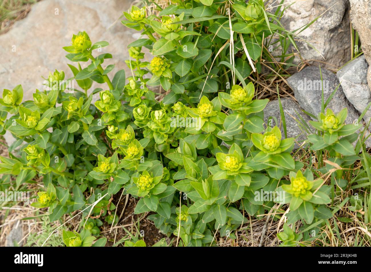 Green flowers of Myrtle Euphorbia myrsinites. The myrtle spurge, blue spurge or broad leaved glaucous spurge. Stock Photo