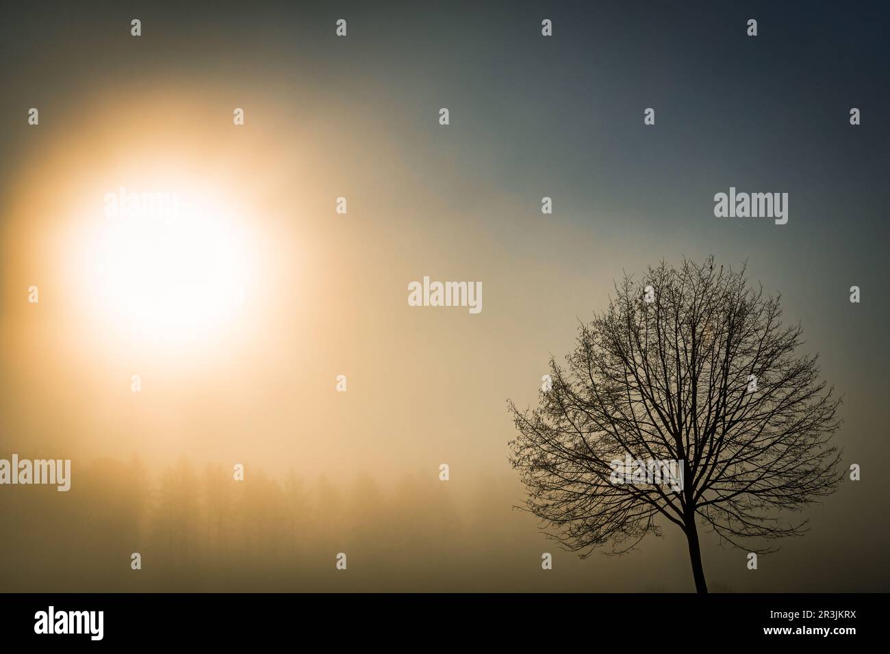 Tree in fog with sun Stock Photo